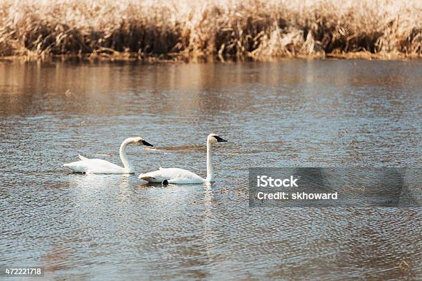 Paar Trompeterschwäne Schwimmen In Einem See Minnesota Stockfoto und mehr Bilder von Zwei Tiere