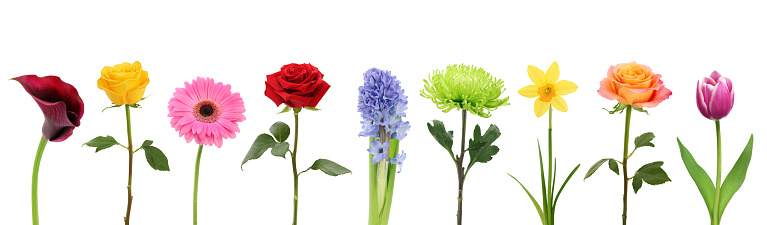 9 different colorful flowers, very detailed, isolated on white