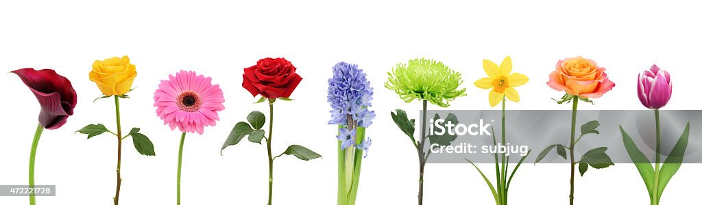 Foto de Flores Coloridas Em Uma Linha e mais fotos de stock de Flor - Flor,  Figura para recortar, Caule - iStock