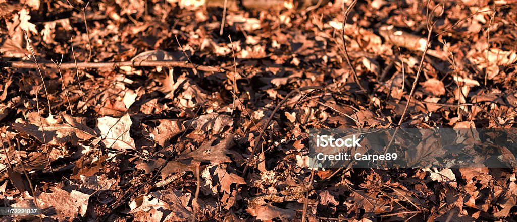 Sfondo di foglie di asciutto - Foto stock royalty-free di Arancione