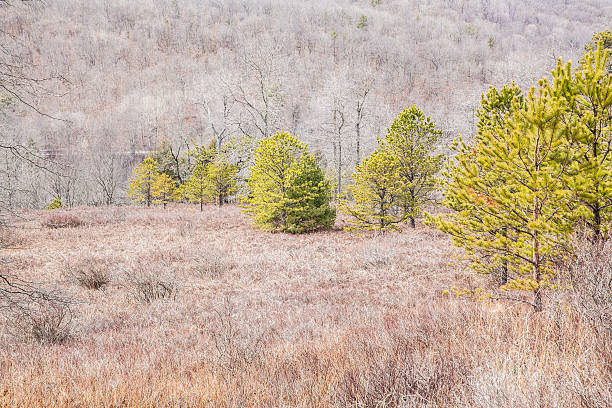 pensilvânia, poconos: floresta de montanha no início da primavera - the poconos region - fotografias e filmes do acervo