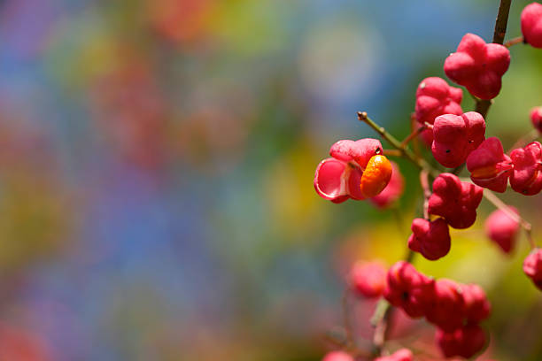Spindle Tree Spring 90+ Spindletree Stock Photos, Pictures & Royalty-Free Images - iStock