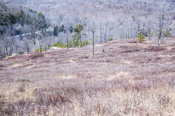 молодой человек, походы в горы's forest в начале весны - the poconos region стоковые фото и изображения