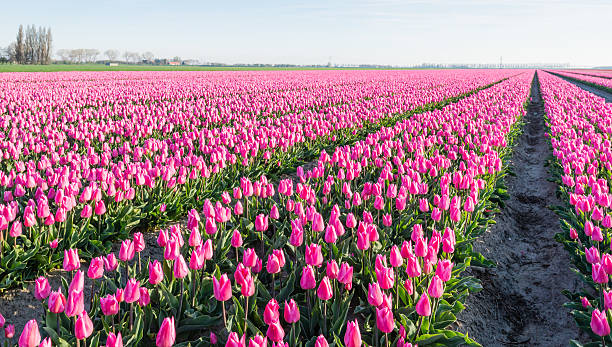 istock Pink blossoming tulips in long rows in the field 472221948