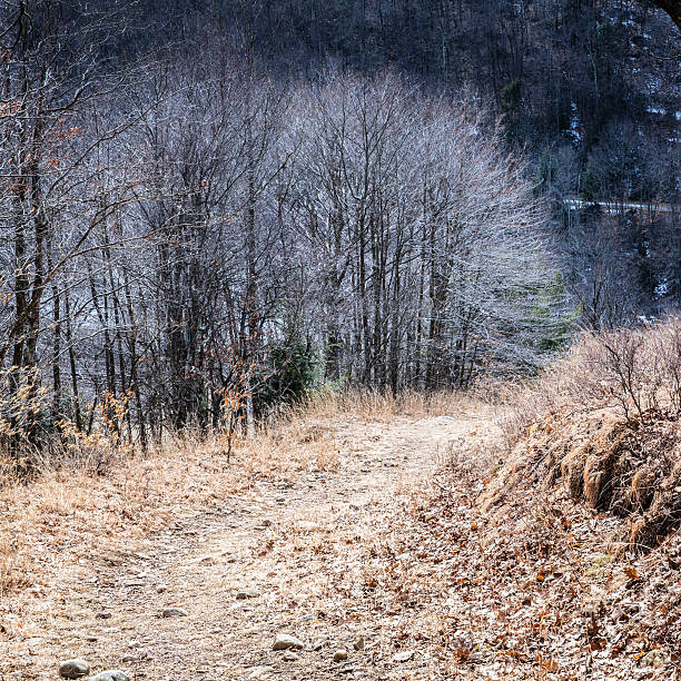 pensilvânia, poconos: floresta de montanha no início da primavera - the poconos region - fotografias e filmes do acervo