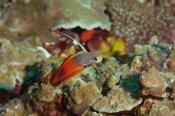 火災 dartfish 、nemateleotris magnifica 、 - goby fish flash ストックフォトと画像