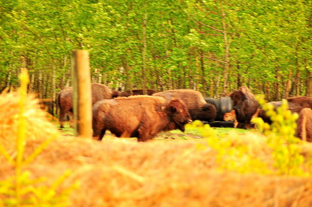 istock Bison in the canadian prairies 472222507