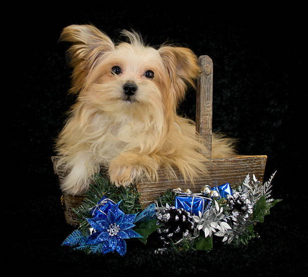 istock Christmas Puppy 472222569