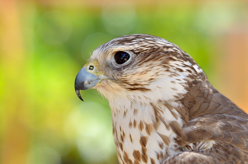 saker falcon portrait (Falco cherrug) outdoor