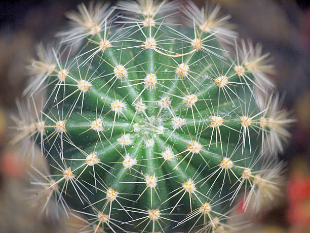 cactus verde - cactus spine fotografías e imágenes de stock