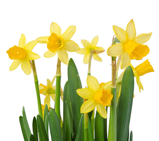 istock Daffodil flower or narcissus bouquet 472223537