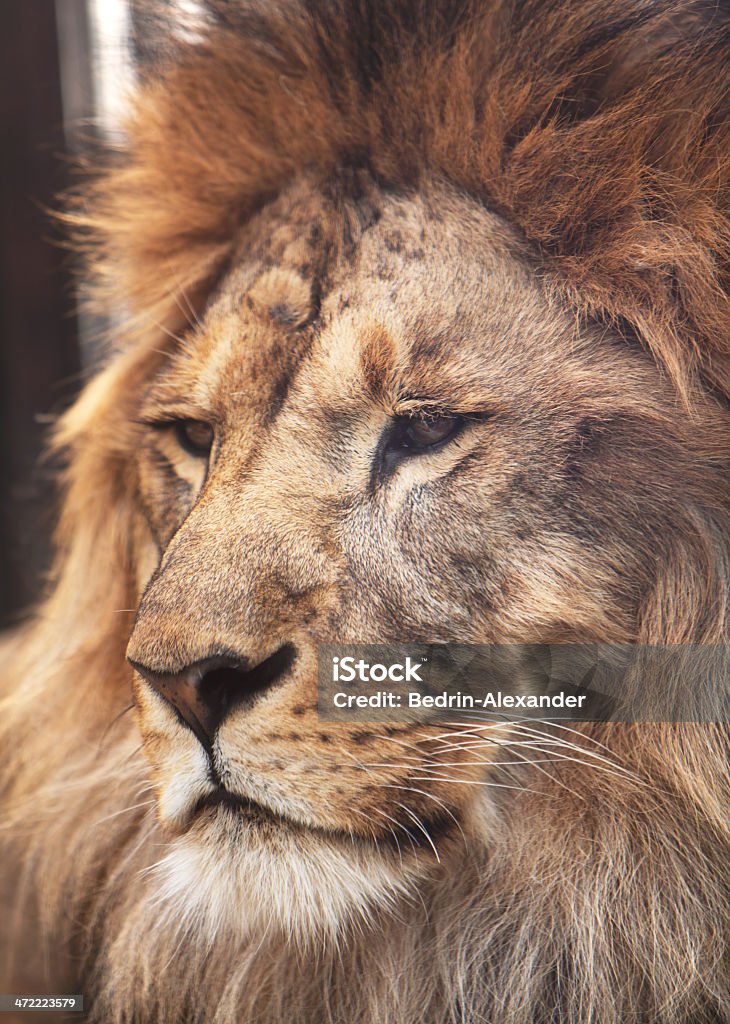 Porträt eines ruhigen lion.  Wildlife - Lizenzfrei Afrika Stock-Foto