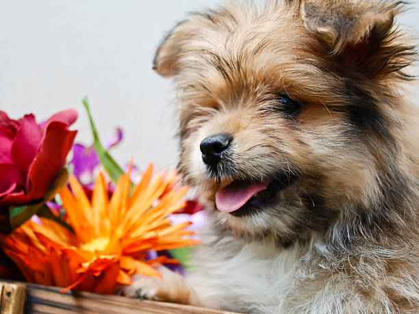 istock Puppy with Flowers 472223899