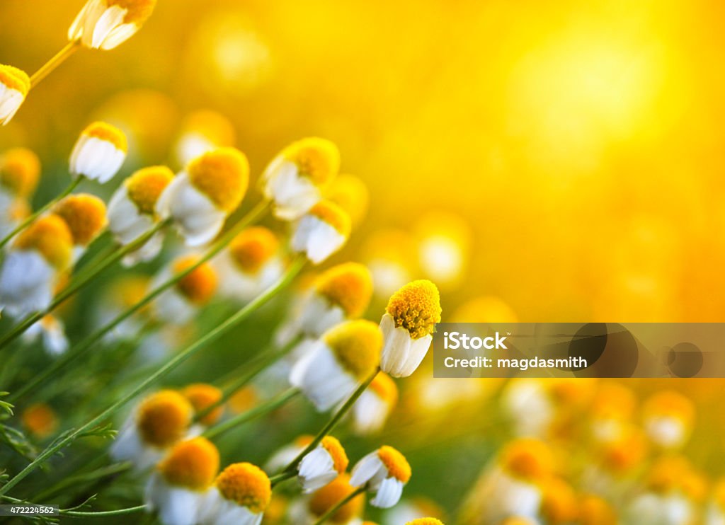 chamomile flowers in meadow during sunset chamomile flowers in meadow during unset, shallow depth of filed 2015 Stock Photo