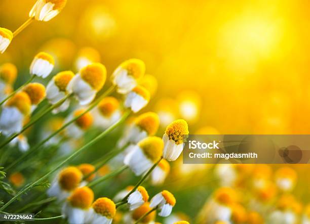Chamomile Flowers In Meadow During Sunset Stock Photo - Download Image Now - 2015, Beauty In Nature, Chamomile