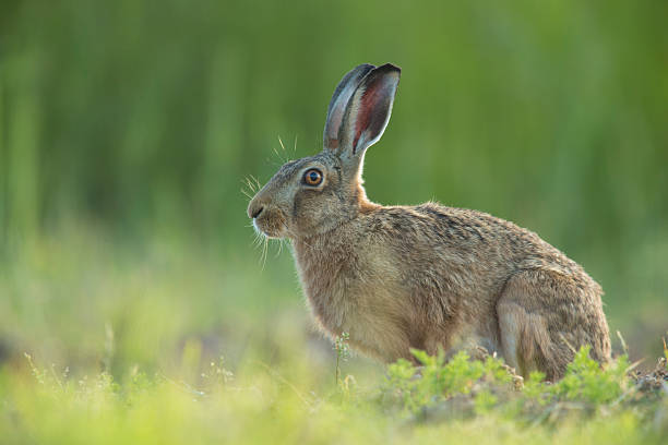 istock Lepus europaeus - European brown hare 472224696