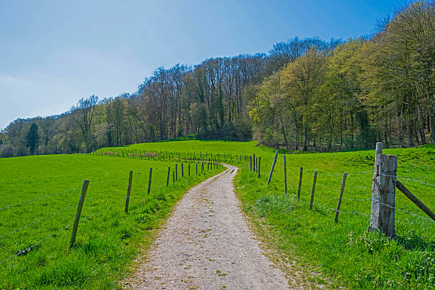 istock Forest on top of a sunny hill in spring 472224774