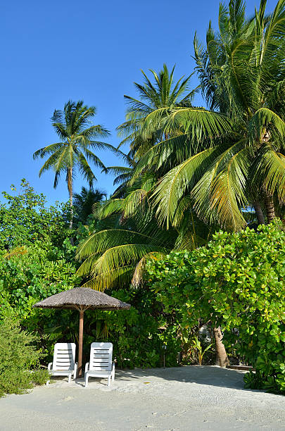 istock Palm trees and sunbeds at tropical beach 472224868