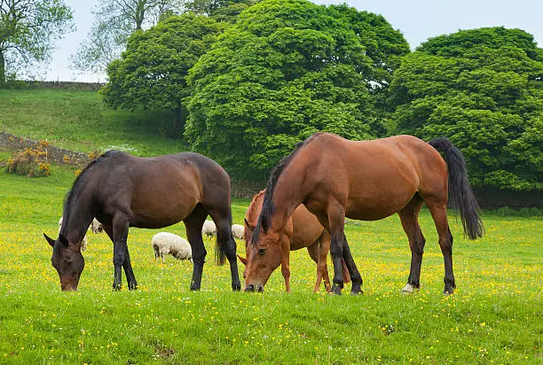 Photo of Horses grazing is green pasture.