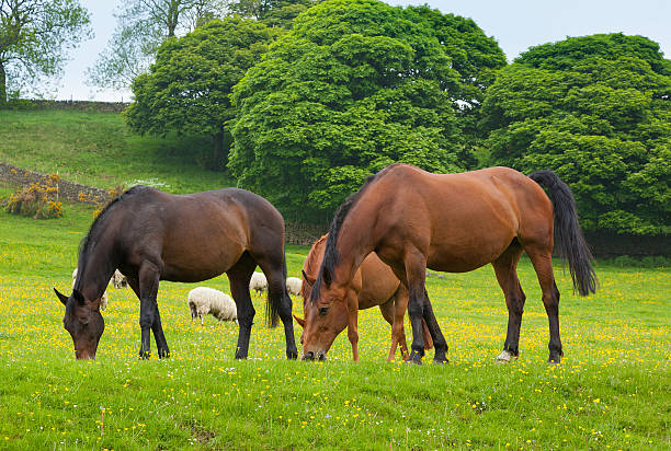 cavalos pastar é de pasto. - horse family imagens e fotografias de stock