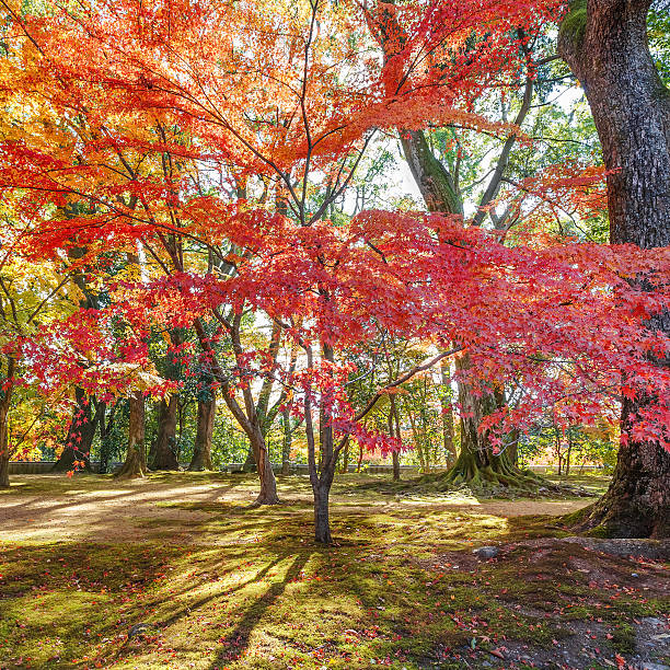 Red maple leaves in autumn