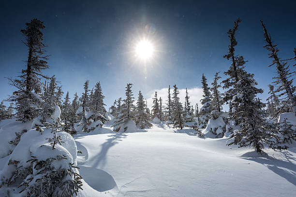 istock Winter Forest Landscape and Nature on Cold Sunny Day 472225527