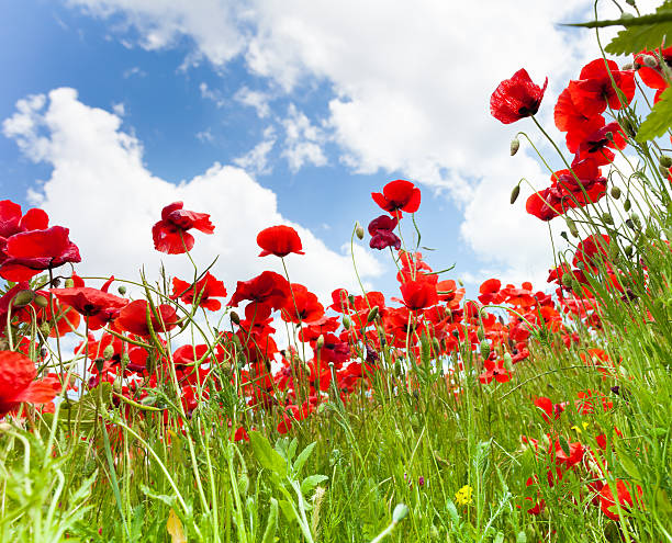 istock Red poppy flowers from bellow 472226159