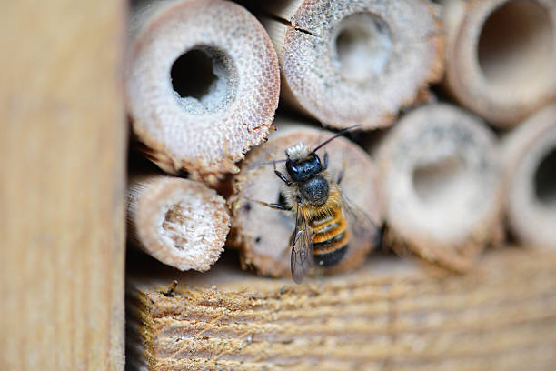 wild bee Osmia cornuta stock photo