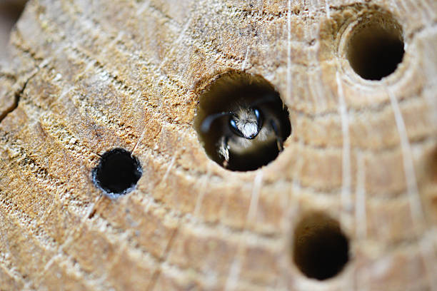 wild bee Osmia cornuta stock photo
