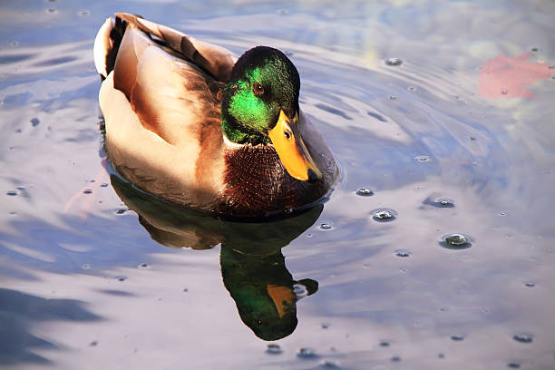 istock Wild duck swimming in Banyoles lake 472226469