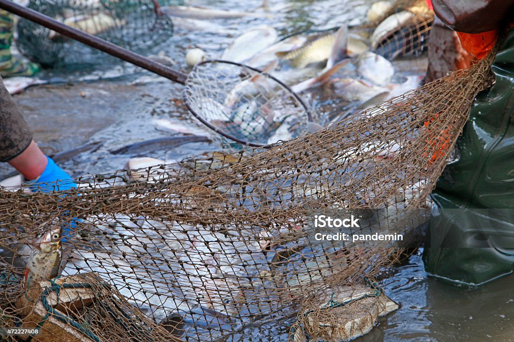 Fish In The Water Fishing Nets Stock Photo - Download Image Now