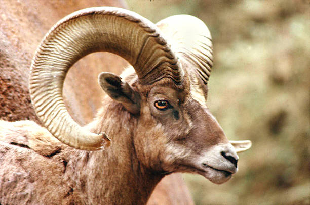 istock Rocky Mtn. Bighorn Sheep 472227525