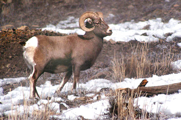 istock Bighorn Ram in the snow 472227563