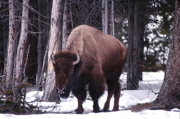 istock Buffalo foraging for food 472227617