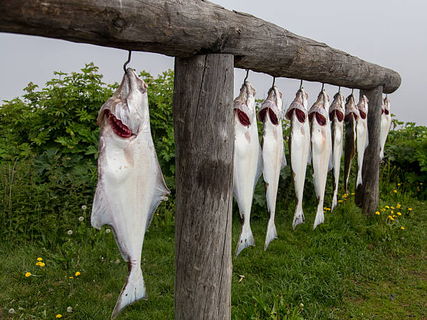 hanging heilbutt - halibut flatfish fish hanging stock-fotos und bilder