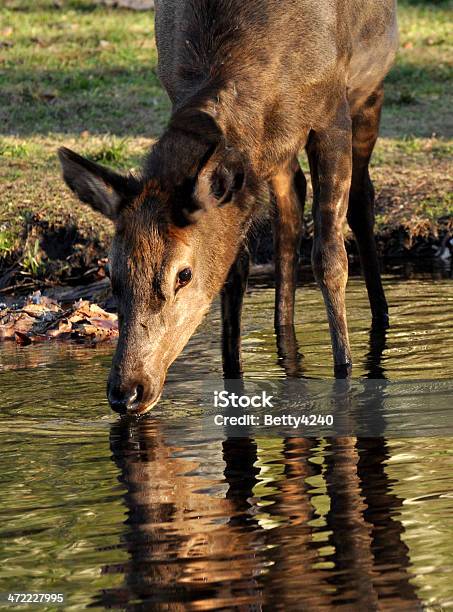 Female Elk Drinking Water From A Small Creek Stock Photo - Download Image Now - Agricultural Field, Animal, Animal Hair