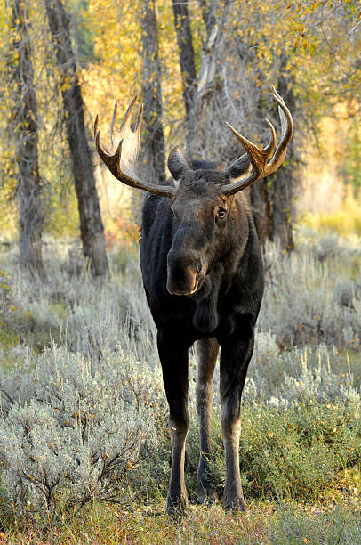 istock Bull Moose in The Grand Tetons, vertical. 472228027