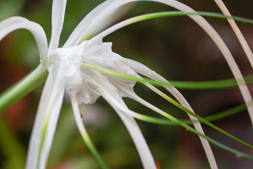 flower , plant