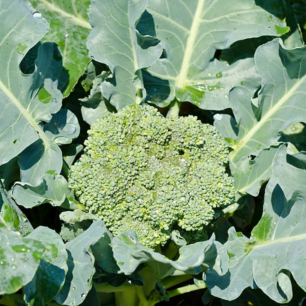 istock Fresh broccoli in garden 472228887