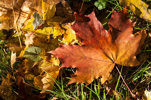 istock Autumn leaves in the trees 472228993