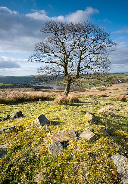 Solitary tree on Yorkshire moorland
