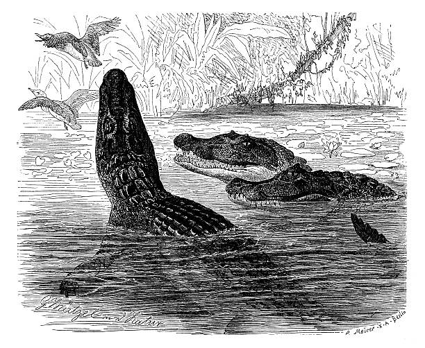 Antique illustration of spectacled caiman (Caiman crocodilus)