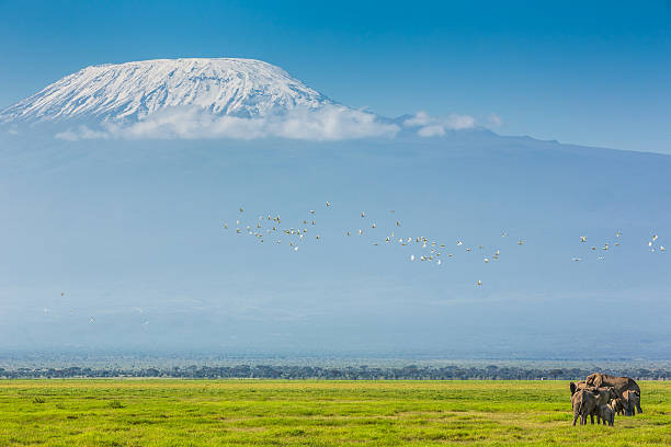 pico do monte kilimanjaro e elefantes família - bird egret wildlife animal - fotografias e filmes do acervo