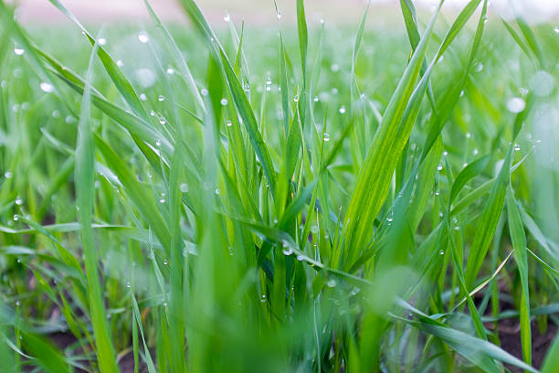 istock Fresh green grass with water drops 472230040