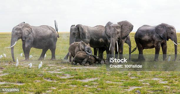 Young Elephants Cleaning With Dust Under Parents Protection Against Predators Stock Photo - Download Image Now