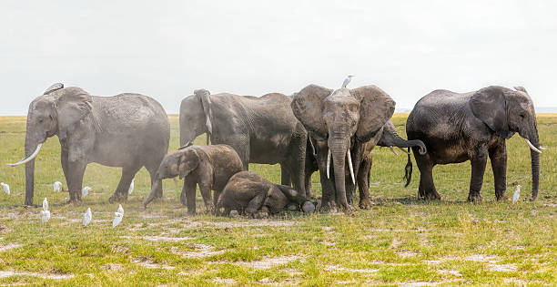 Young elephants cleaning with dust under parents protection against predators [url=http://www.istockphoto.com/search/lightbox/11700863/#1c2c635a] "See more ELEPHANT images"

[url=file_closeup?id=36600984][img]/file_thumbview/36600984/1[/img][/url]
[url=file_closeup?id=44773224][img]/file_thumbview/44773224/1[/img][/url] 
[url=file_closeup?id=44772670][img]/file_thumbview/44772670/1[/img][/url] 
[url=file_closeup?id=23390535][img]/file_thumbview/23390535/1[/img][/url] [url=file_closeup?id=20654641][img]/file_thumbview/20654641/1[/img][/url] [url=file_closeup?id=23385793][img]/file_thumbview/23385793/1[/img][/url]
[url=file_closeup?id=20571283][img]/file_thumbview/20571283/1[/img][/url] [url=file_closeup?id=20654687][img]/file_thumbview/20654687/1[/img][/url] [url=file_closeup?id=20702677][img]/file_thumbview/20702677/1[/img][/url] [url=file_closeup?id=20451131][img]/file_thumbview/20451131/1[/img][/url] [url=file_closeup?id=20379608][img]/file_thumbview/20379608/1[/img][/url] [url=file_closeup?id=20305310][img]/file_thumbview/20305310/1[/img][/url] [url=file_closeup?id=20605469][img]/file_thumbview/20605469/1[/img][/url] [url=file_closeup?id=20458427][img]/file_thumbview/20458427/1[/img][/url] [url=file_closeup?id=20457980][img]/file_thumbview/20457980/1[/img][/url] [url=file_closeup?id=20377573][img]/file_thumbview/20377573/1[/img][/url] [url=file_closeup?id=35814010][img]/file_thumbview/35814010/1[/img][/url] [url=file_closeup?id=25489466][img]/file_thumbview/25489466/1[/img][/url] [url=file_closeup?id=37054032][img]/file_thumbview/37054032/1[/img][/url] [url=file_closeup?id=37169092][img]/file_thumbview/37169092/1[/img][/url] [url=file_closeup?id=20702784][img]/file_thumbview/20702784/1[/img][/url] [url=file_closeup?id=23385022][img]/file_thumbview/23385022/1[/img][/url] [url=file_closeup?id=20458462][img]/file_thumbview/20458462/1[/img][/url] [url=file_closeup?id=23385816][img]/file_thumbview/23385816/1[/img][/url]
[url=file_closeup?id=37608952][img]/file_thumbview/37608952/1[/img][/url] cattle egret photos stock pictures, royalty-free photos & images