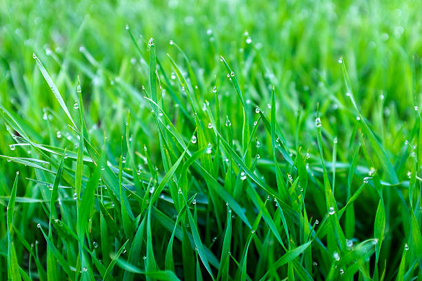 istock Winter crops covered with dew in the field 472230056