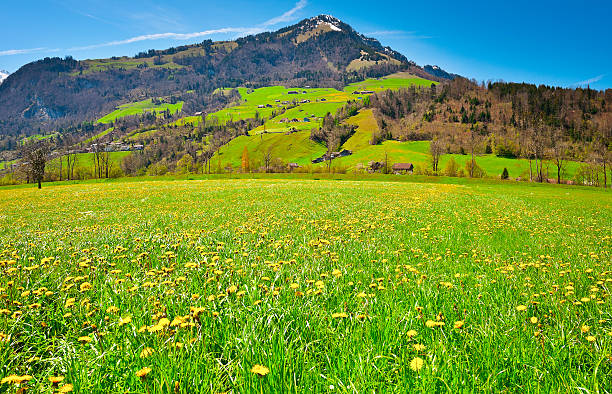 village - dandelion snow photos et images de collection