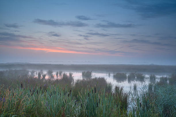 istock summer misty sunrise over swamp 472230199