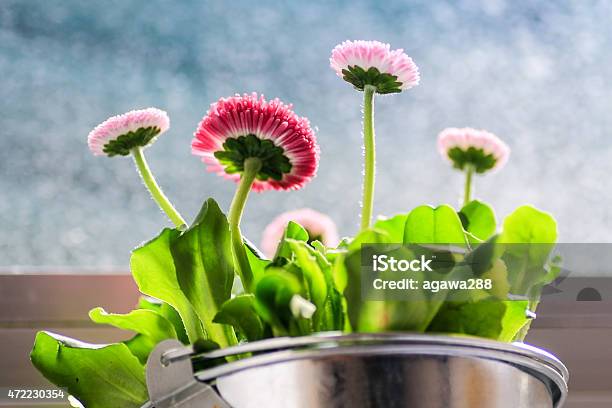 Spring Flowers Standing On Window Stock Photo - Download Image Now - 2015, Beauty In Nature, Blossom